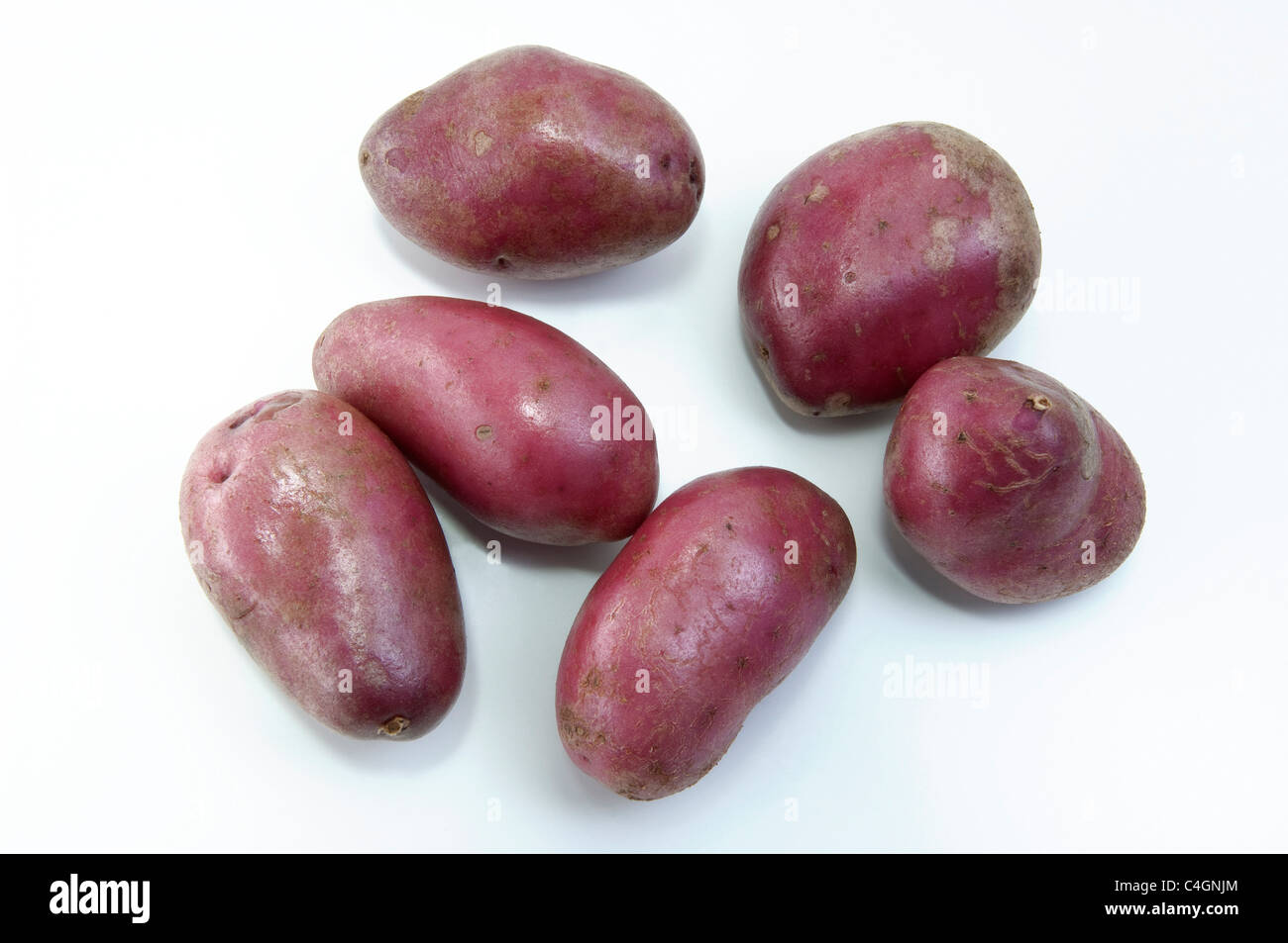 Potato (Solanum tuberosum Rote Emmalie). Tubers, studio picture against a white background. Stock Photo