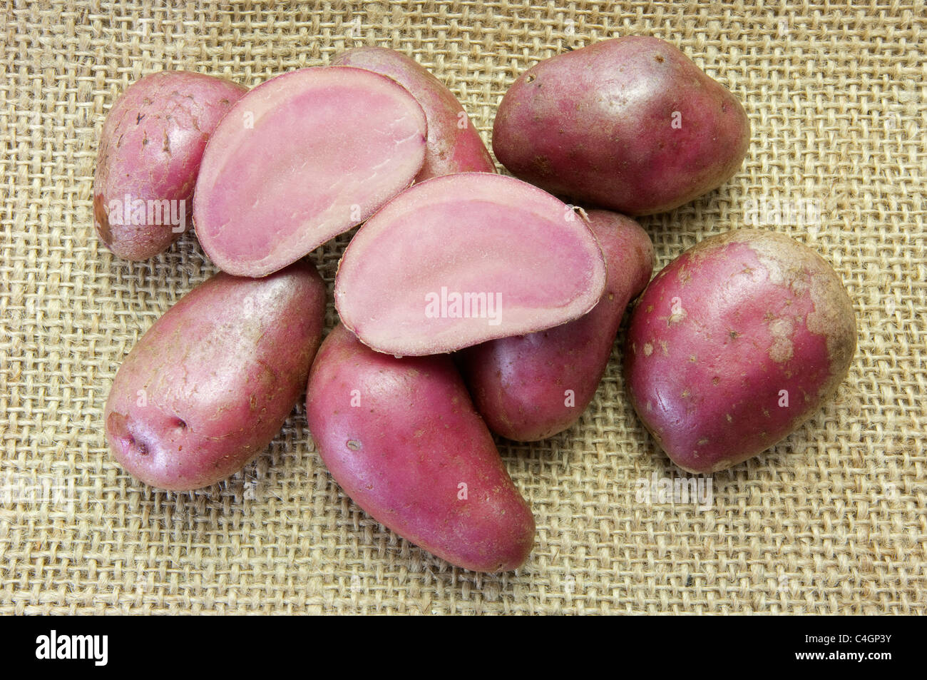 Potato (Solanum tuberosum Rote Emmalie). Tubers on hessian. Stock Photo