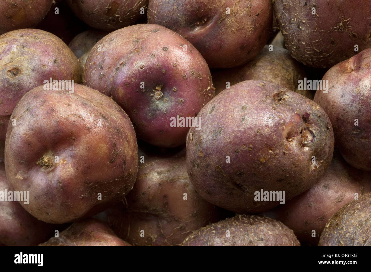Potato (Solanum tuberosum Skerry Blue), close-up of tubers. Stock Photo