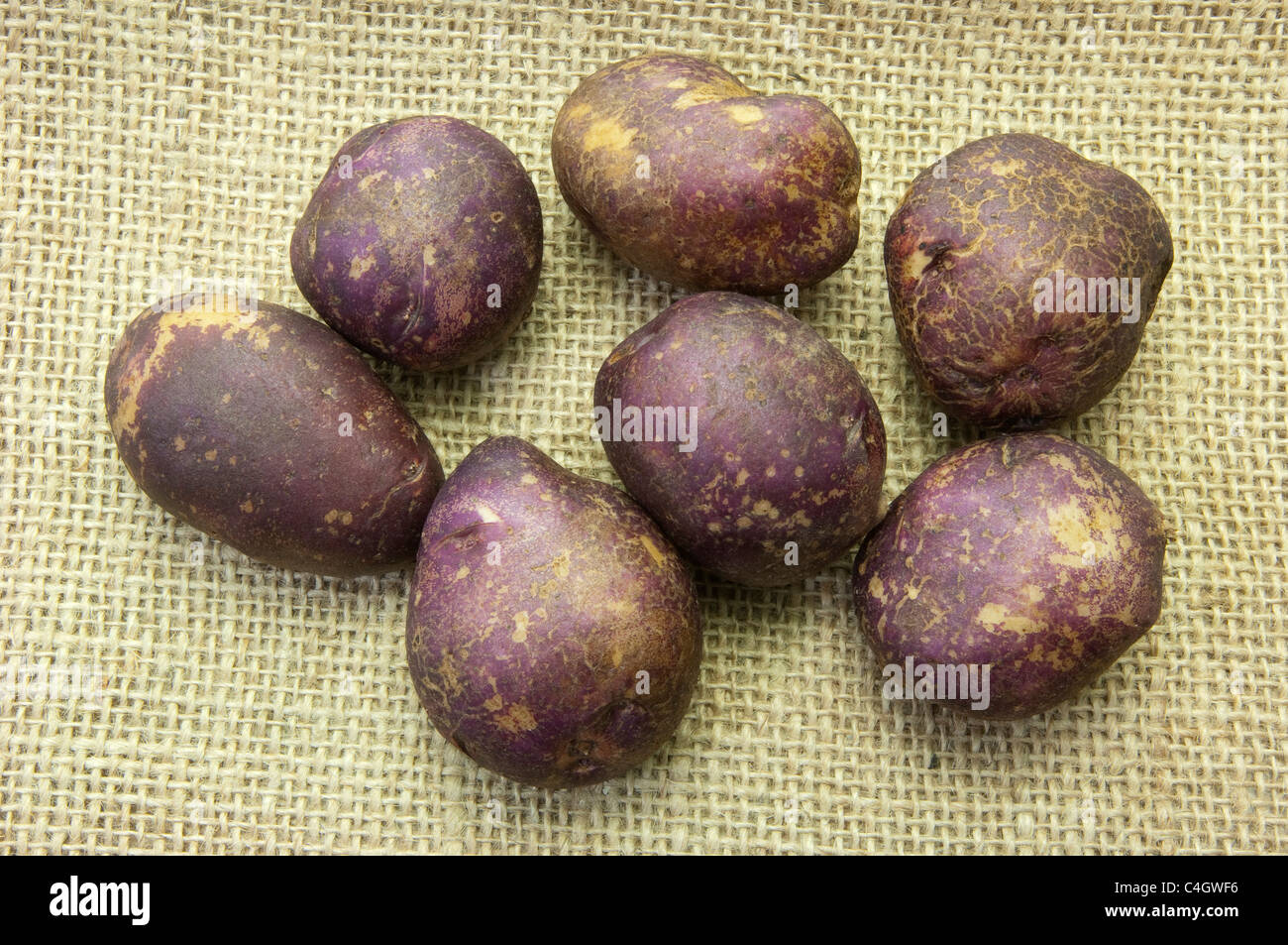 Potato (Solanum tuberosum Yetholm Gypsy). Tubers on hessian. Stock Photo