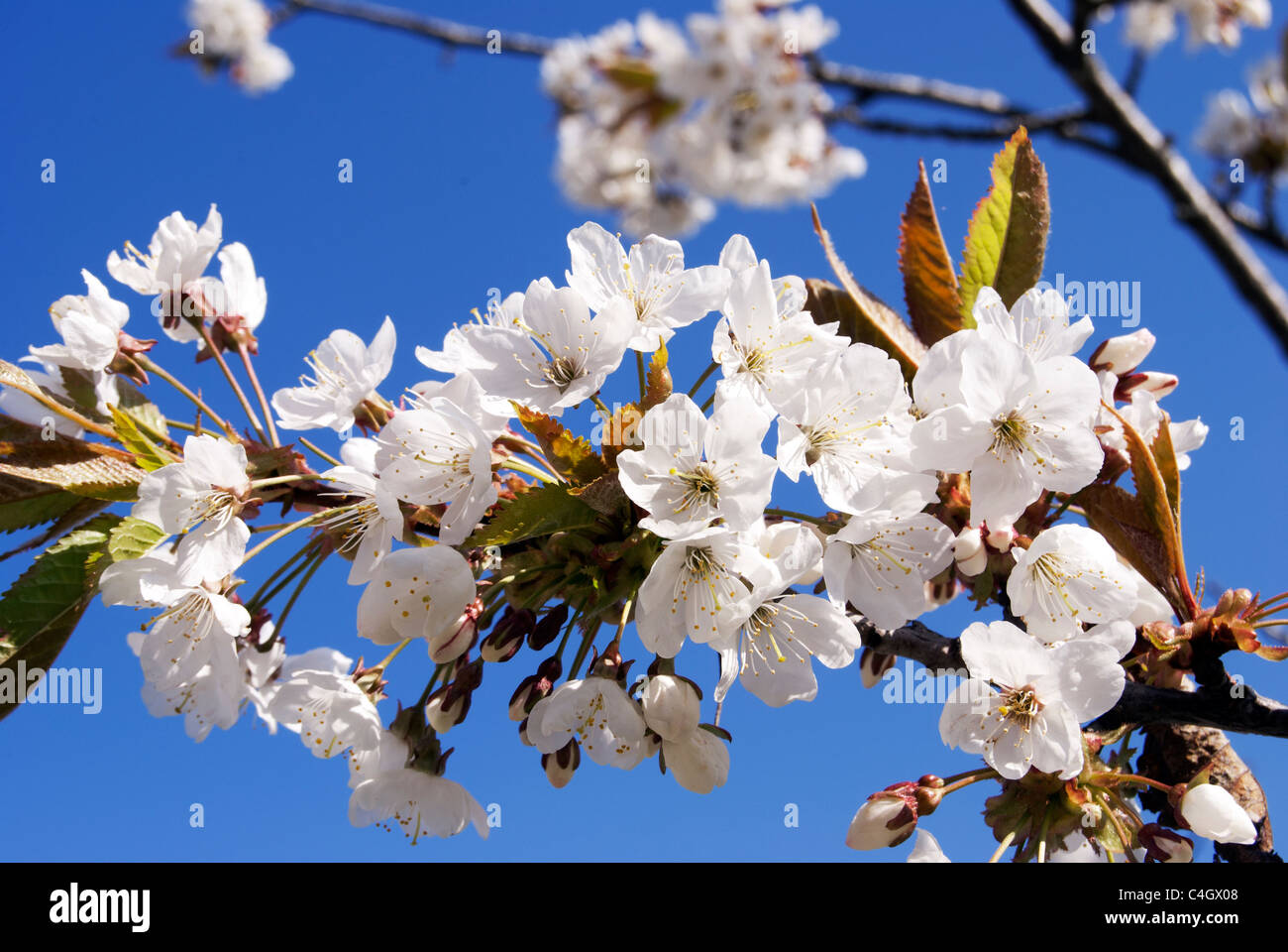 Sea of clouds cherry blossoms hi-res stock photography and images - Alamy