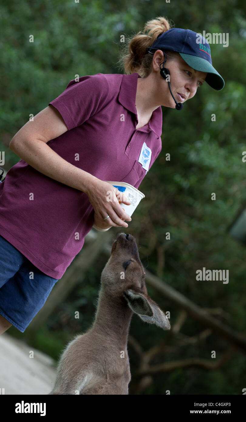 Red kangaroo with keeper at Healesville Sanctuary, Australia Stock Photo