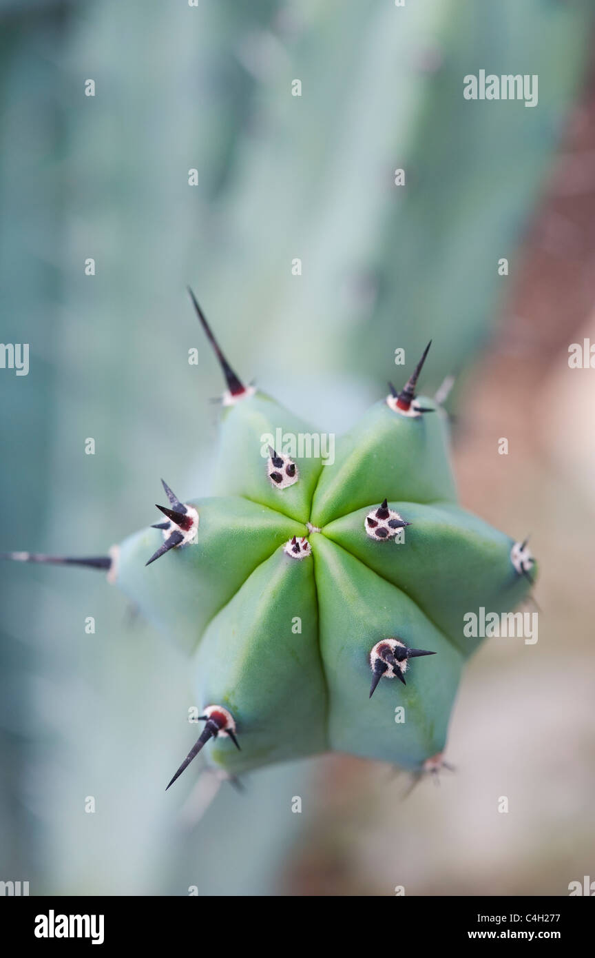Myrtillocactus geometrizans. Whortleberry Cactus Stock Photo