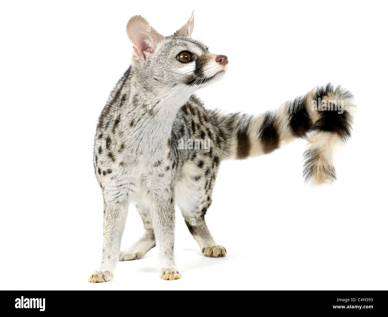 A genet from the family viverridae, related to the civet. Stock Photo