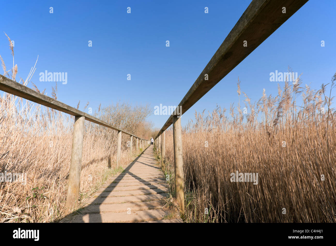 Boardwalk in a reedbed at Berrow Dunes SSSI, Bridgewater Bay, Somerset Stock Photo