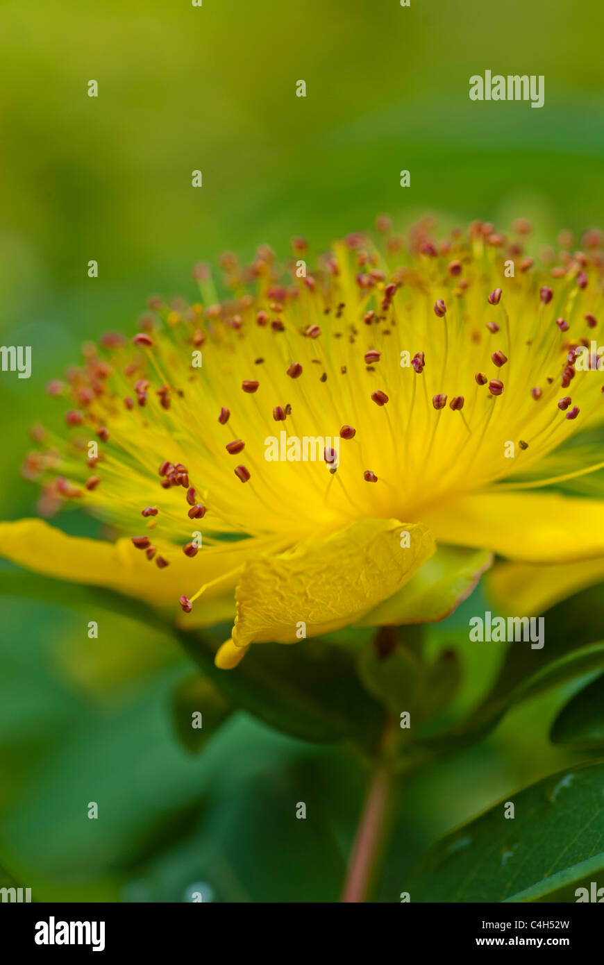 Close-up of blooming Hypericum Reptans (St John's Wort) flower, taken with depth of field Stock Photo
