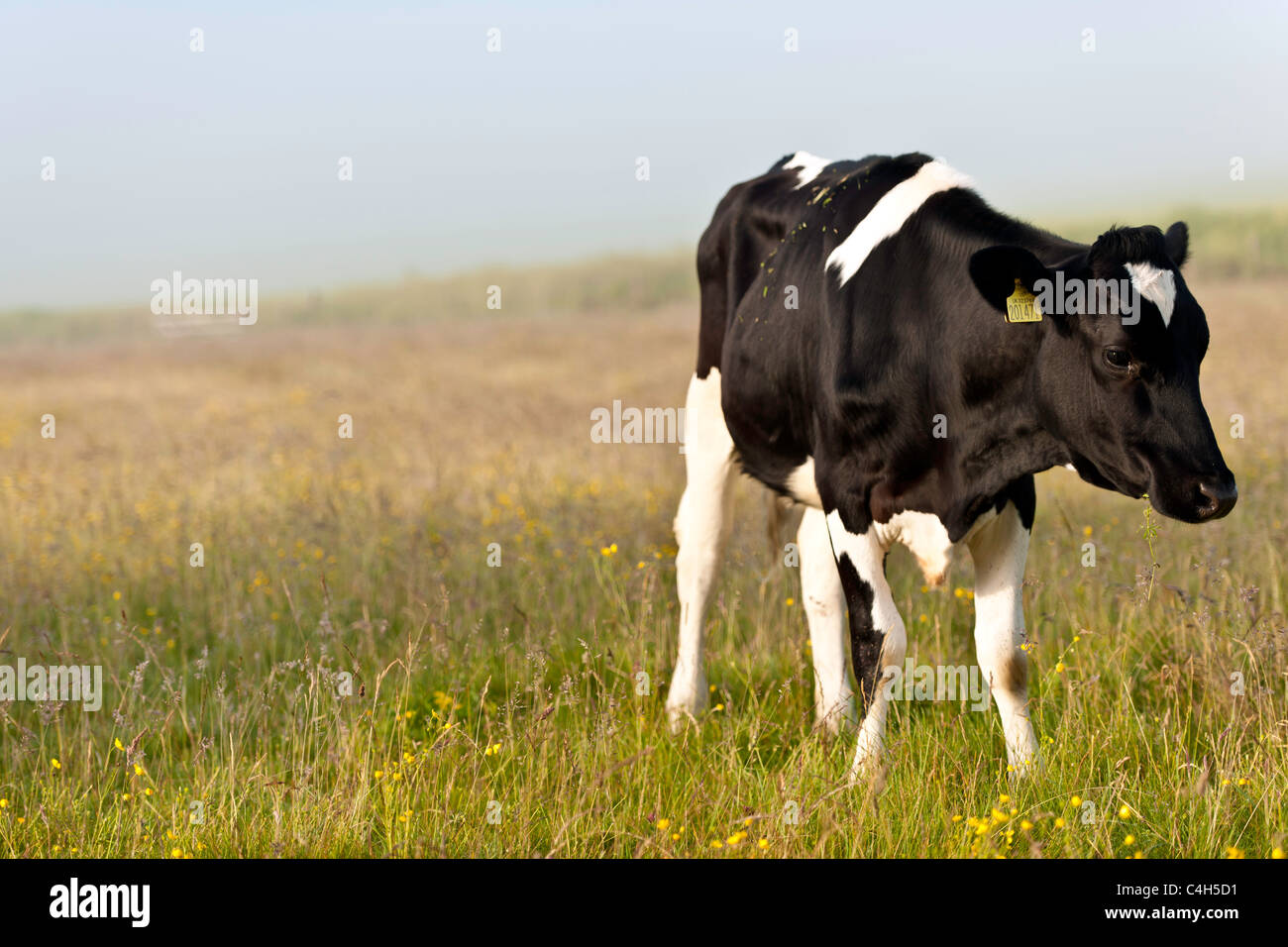 UK Livestock - Cows Stock Photo