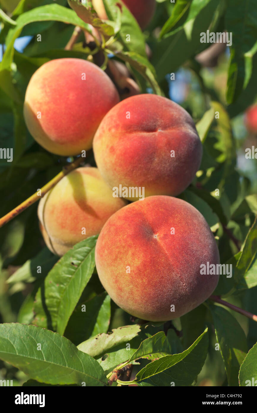 Pfirsiche haengen am Baum | peaches on the tree Stock Photo