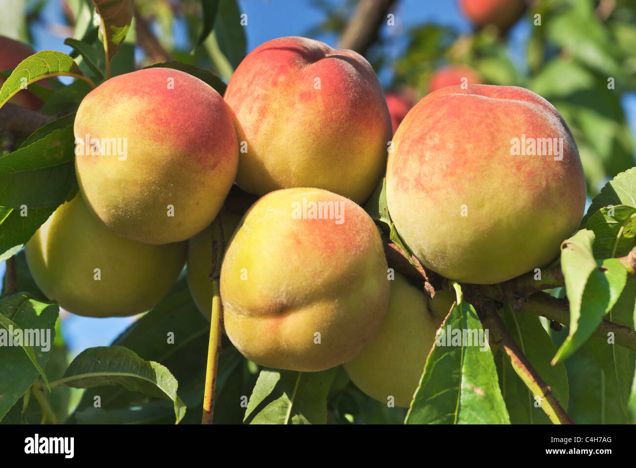 Pfirsiche haengen am Baum | peaches on the tree Stock Photo