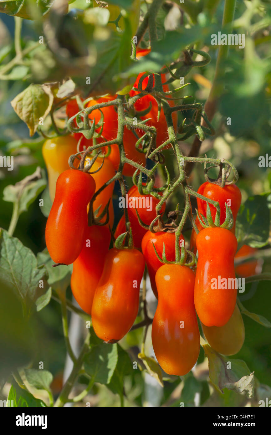 rote Flaschentomaten haengen am Strauch | red plum tomatoes hanging on the bush Stock Photo