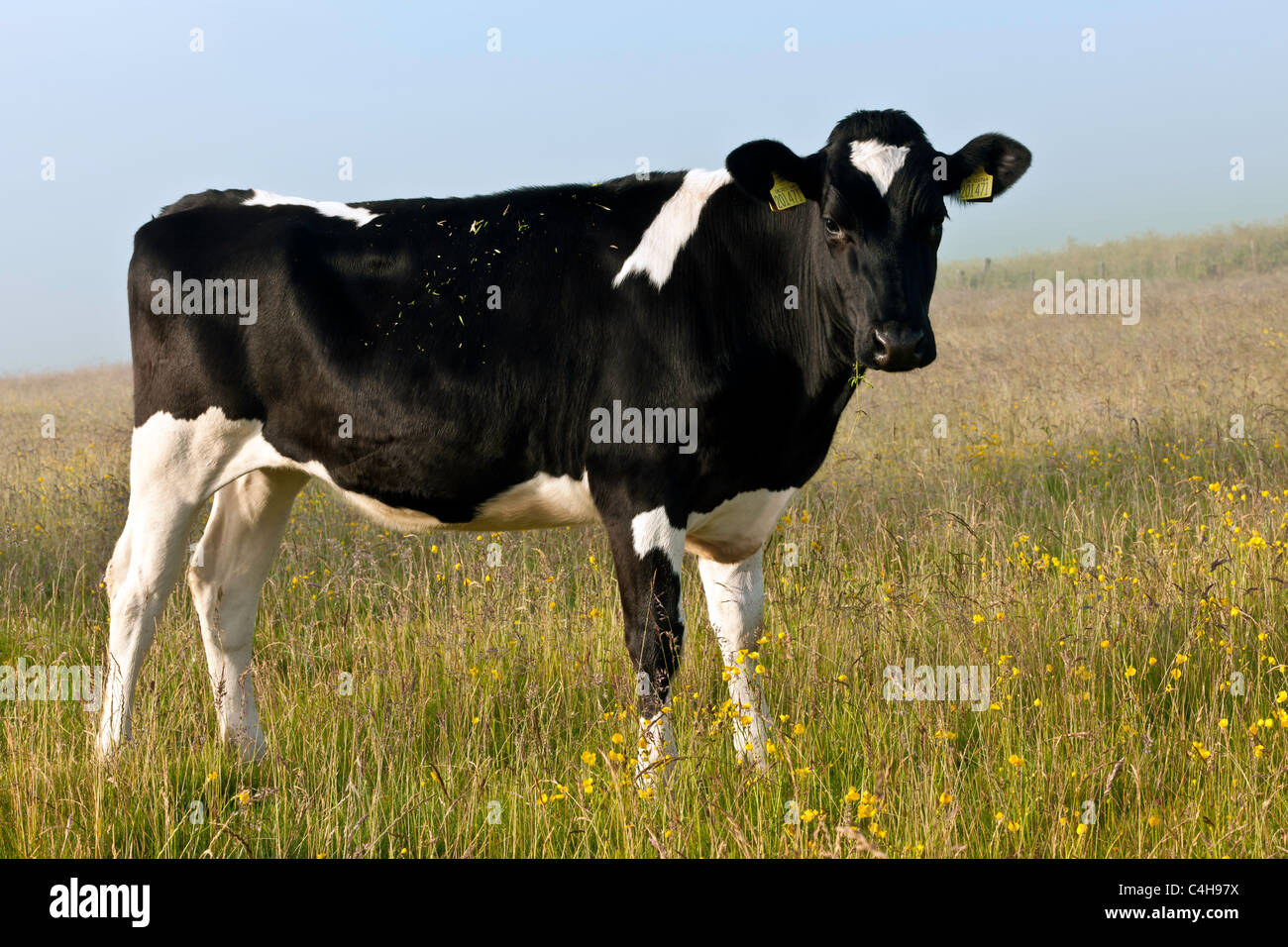 UK Livestock - Cow Stock Photo