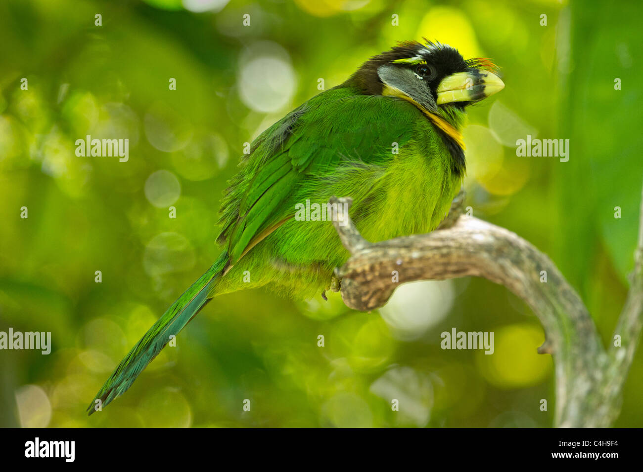 Fire-tufted Barbet Stock Photo
