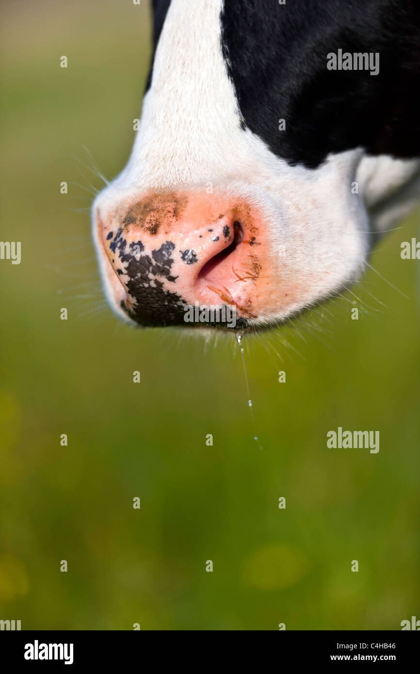 Cows snout Stock Photo