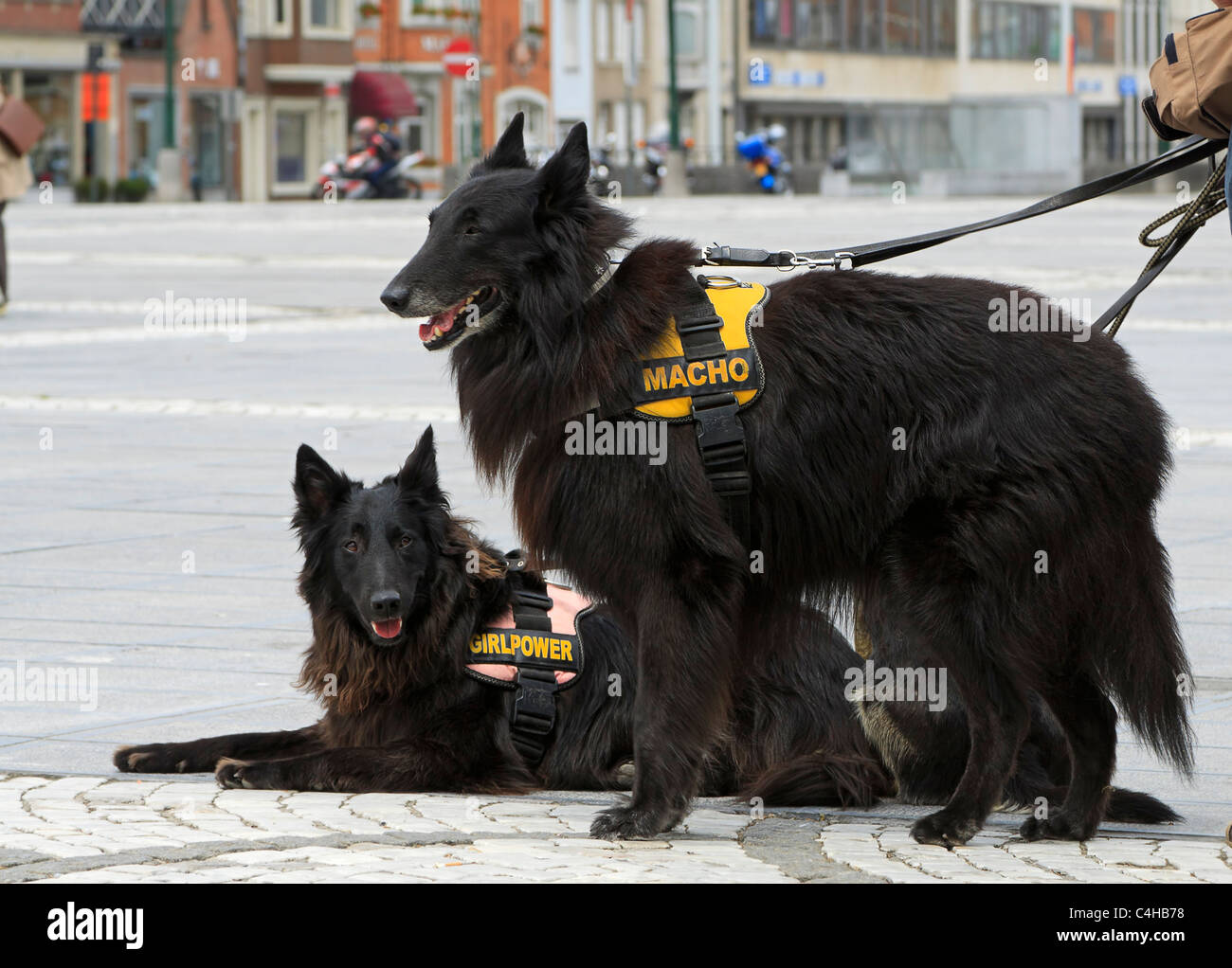 A pair of Belgian Sheepdogs. The Groenendael variety have thick black coats and are alert and intelligent. Stock Photo