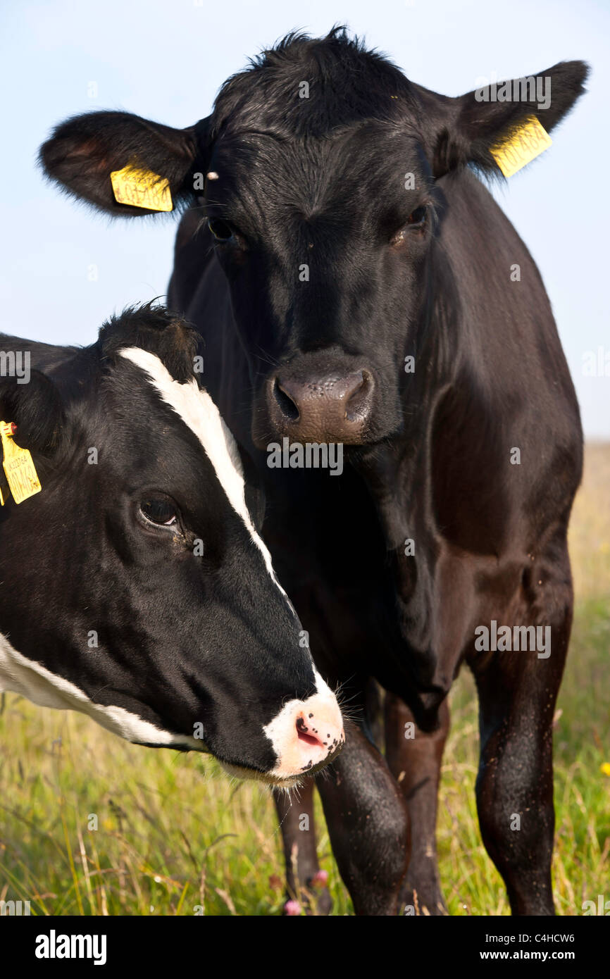 UK Livestock - Cows Stock Photo