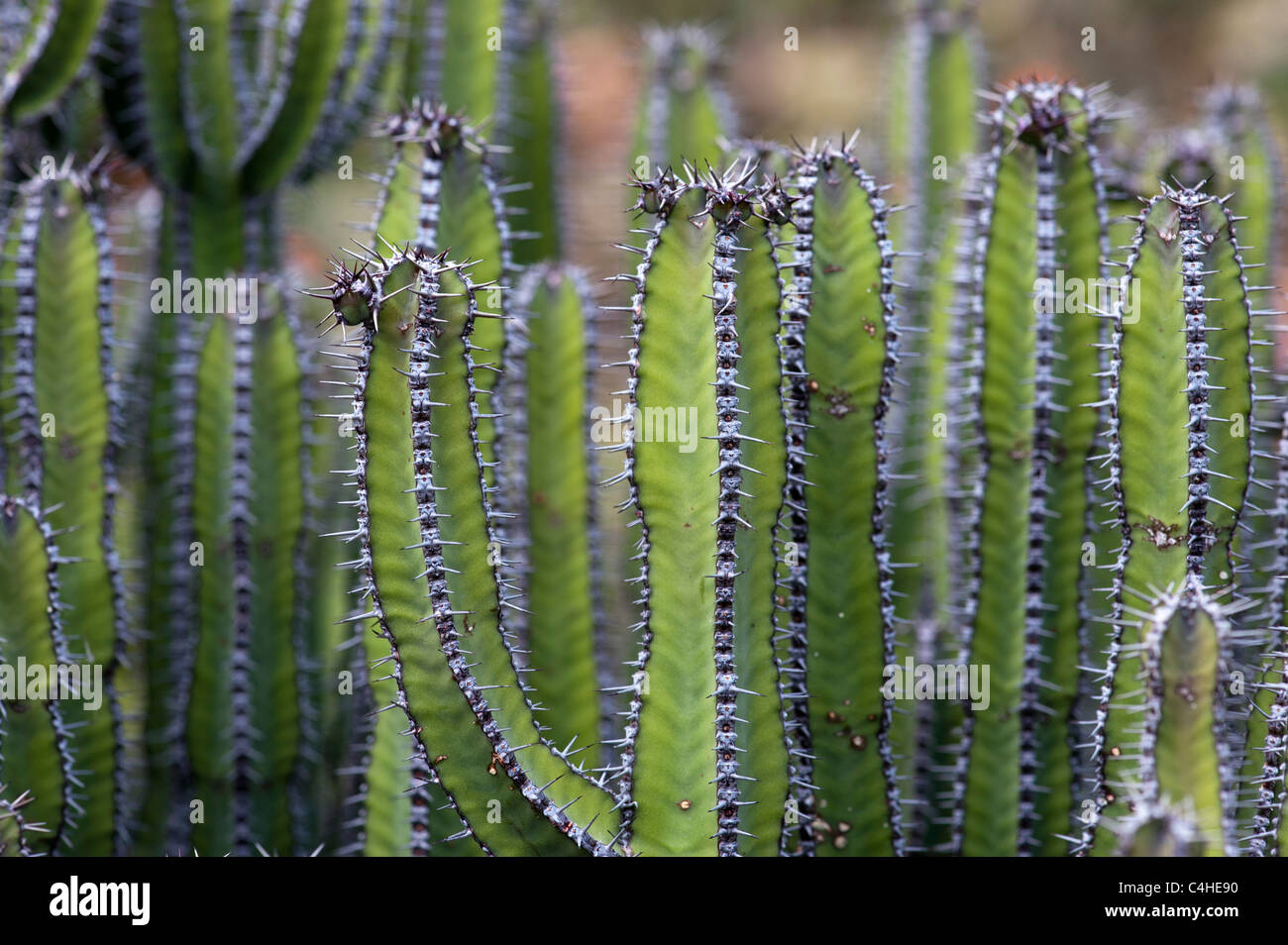 Euphorbia Polyacantha. Cactus Stock Photo