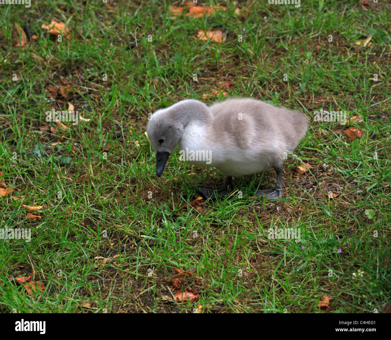 Mute Swan, Cygnus olor, cygnet foraging in the grass. Stock Photo