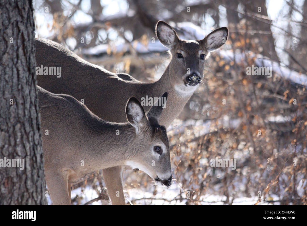 Pair of white tail deer doe standing near a tree in the winter woods ...