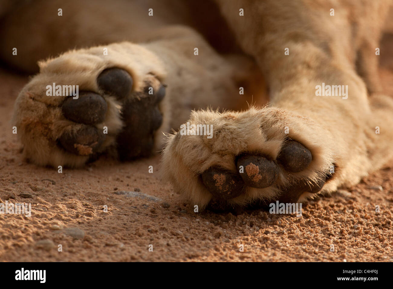 Paws of a Lioness (Panthera Leo) in Kgalagadi Transfontier Park, South Africa Stock Photo