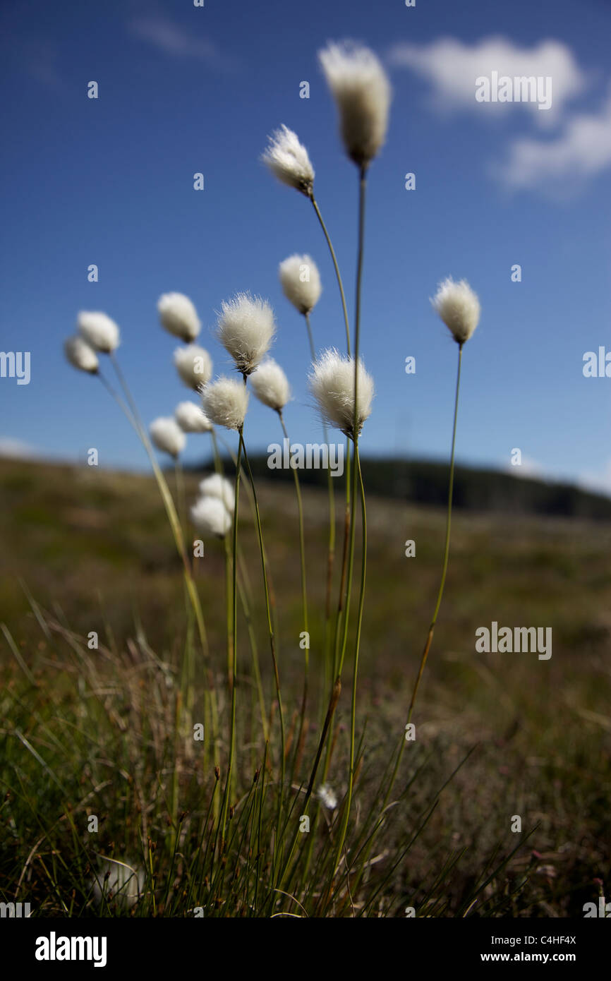 Cotton heather plant Stock Photo Alamy