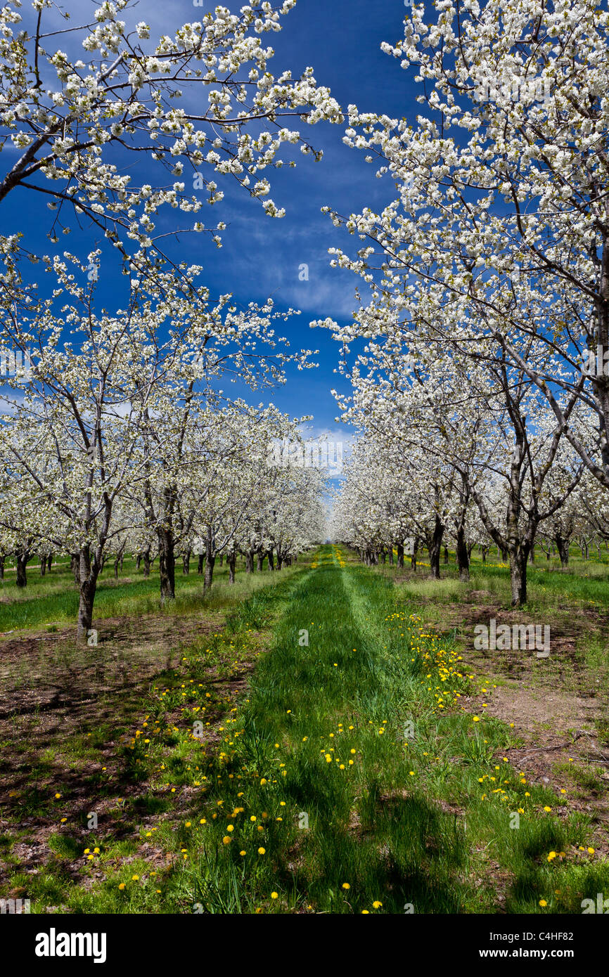 Cherry trees in bloom in the orchards of the Leelanau Peninsula near Traverse City, Michigan, USA. Stock Photo