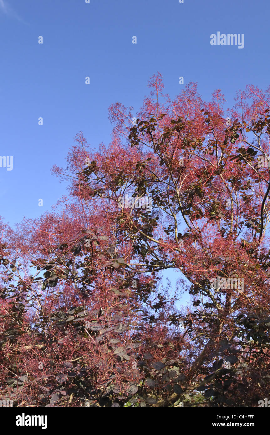Cotinus coggygria commonly called Smoketree or Smoke Bush covered in ...