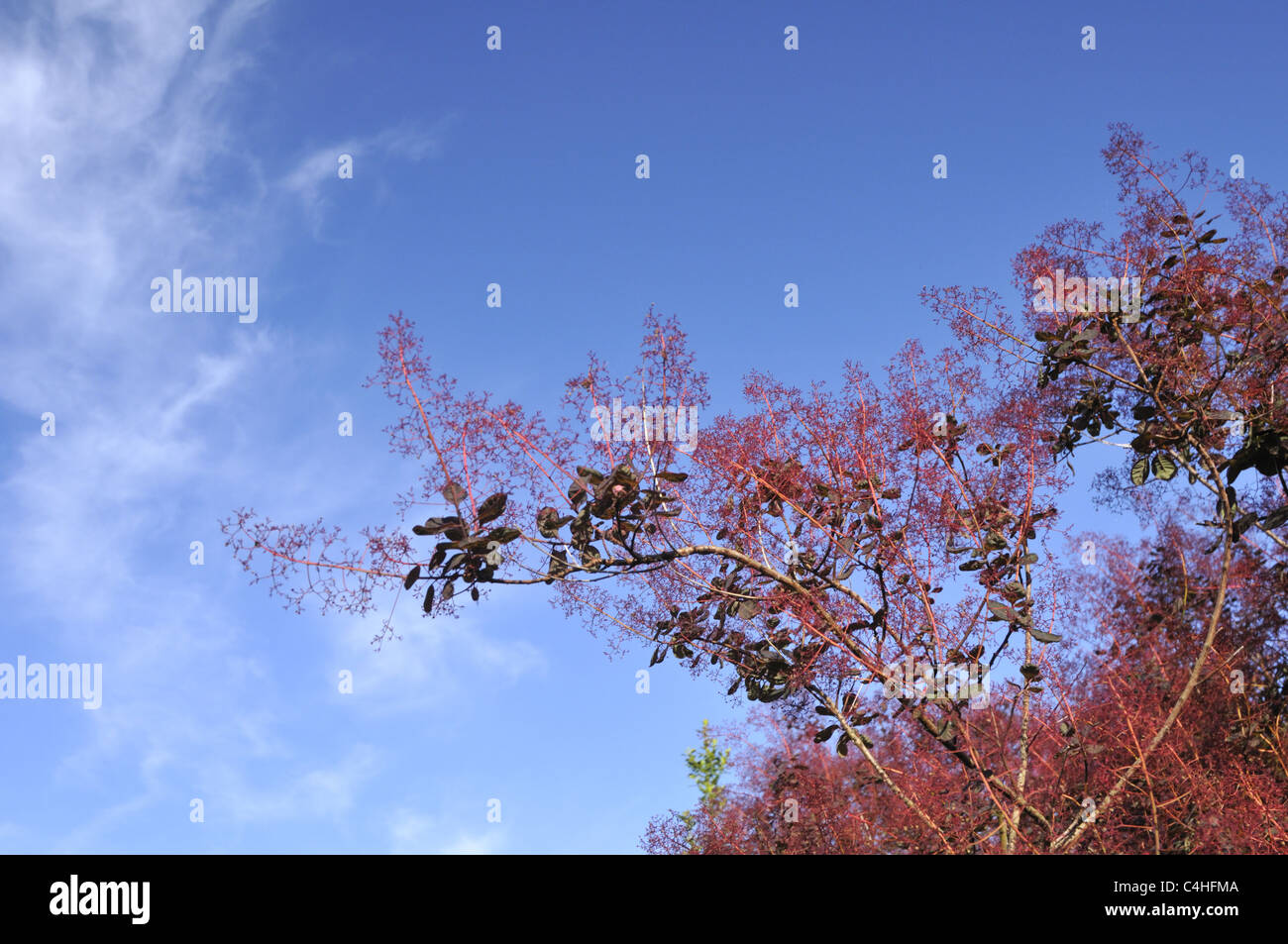 Cotinus coggygria hi-res stock photography and images - Alamy