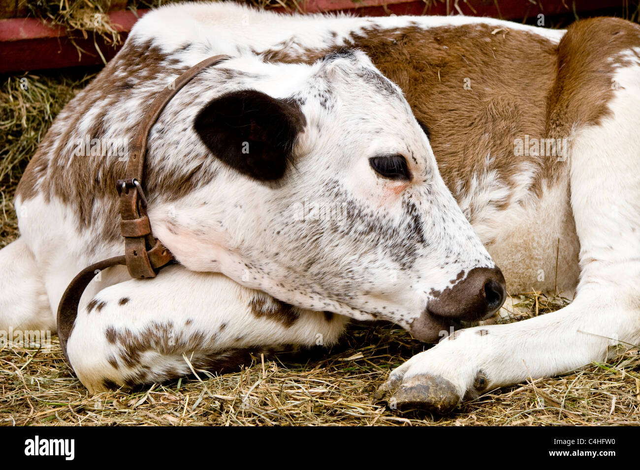 Calf, Alsace, France Stock Photo Alamy