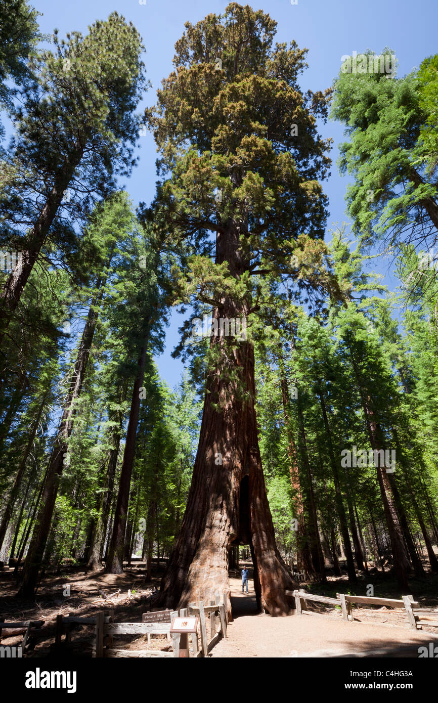 Adult male standing at entrance to famous 'Tunnel tree' adds scale to a Giant Sequoia tree in Mariposa Grove of Yosemite National Park California USA Stock Photo