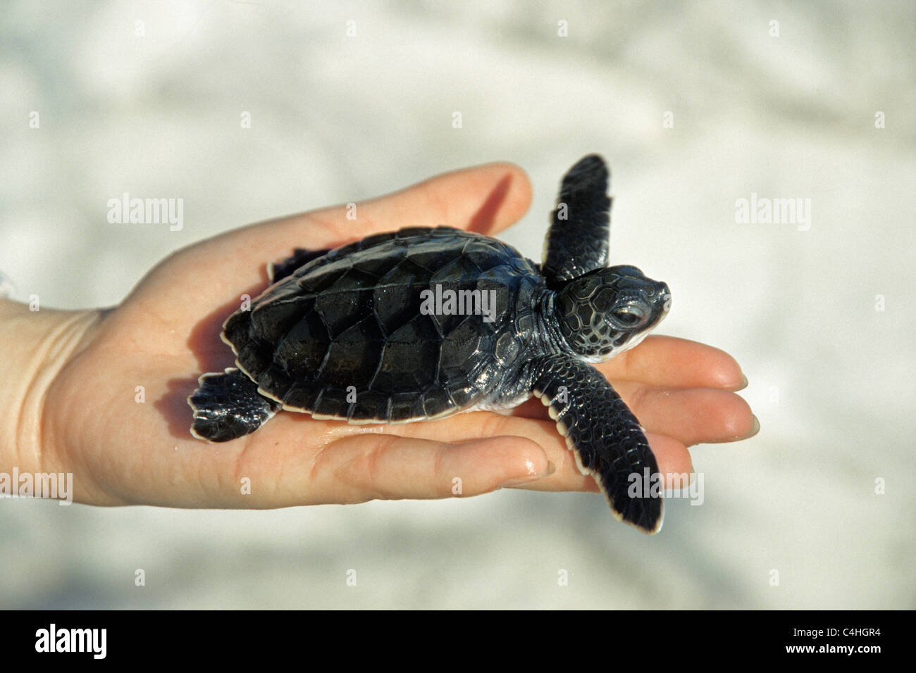 Green sea turtle (Chelonia mydas), Baby in human hand, Cayo Largo, Cuba, Carribean Stock Photo