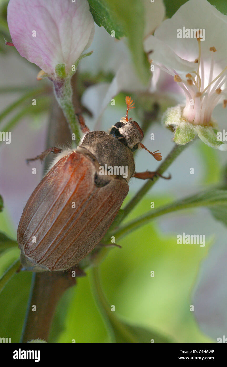 Common cockchafer (Melolontha melolontha) on apple tree. April. West Sussex, UK. Stock Photo