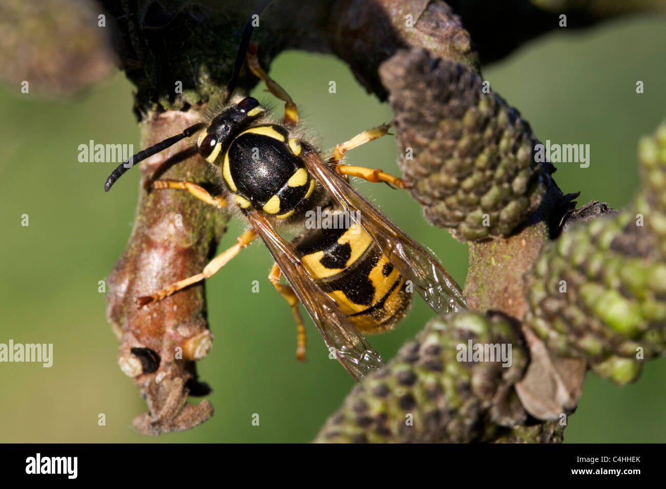 German wasp / European wasp (Vespula germanica) queen on branch in spring,  Belgium Stock Photo - Alamy