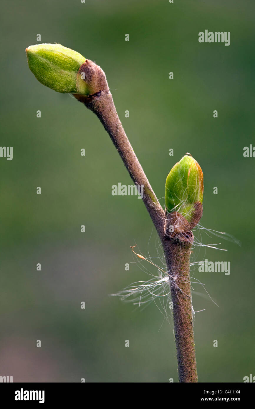 Lime / linden / basswood (Tilia spec.) tree buds in spring, Belgium Stock Photo