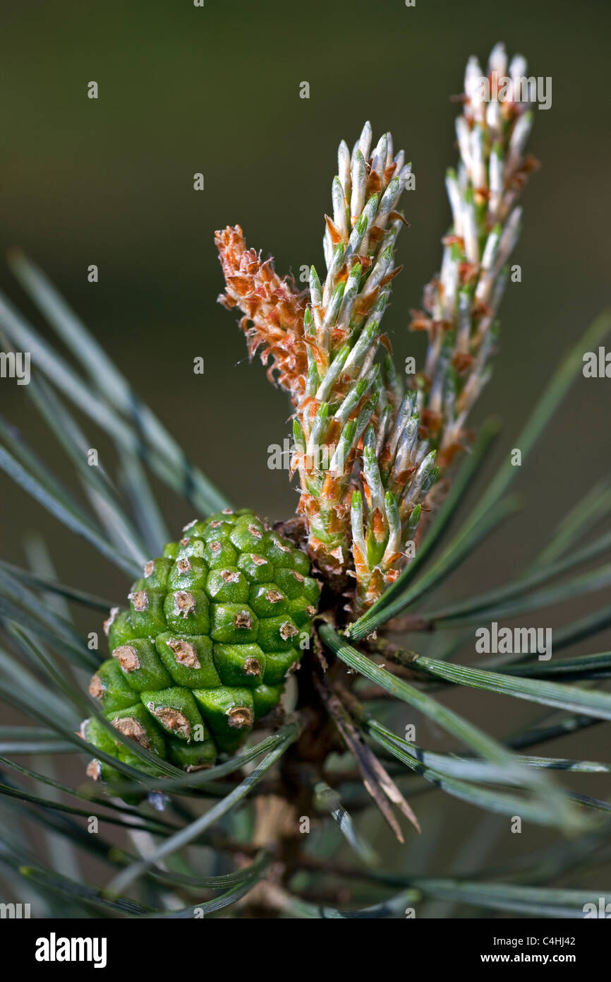 Scots Pine (Pinus sylvestris) female flowers on tip of bud with a one year old cone, Belgium Stock Photo