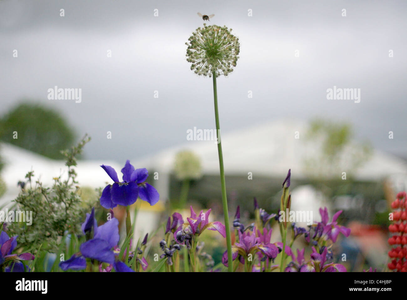 bee alighting above a flower at the hay literary festival, 30 may, 2011 Stock Photo