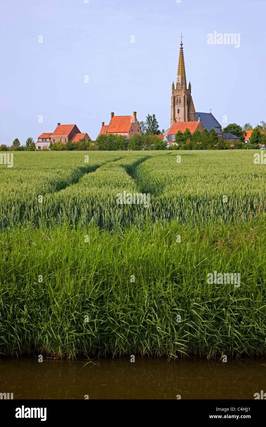 Cornfield / wheat field and church tower at Stuivekenskerke, Belgium Stock Photo