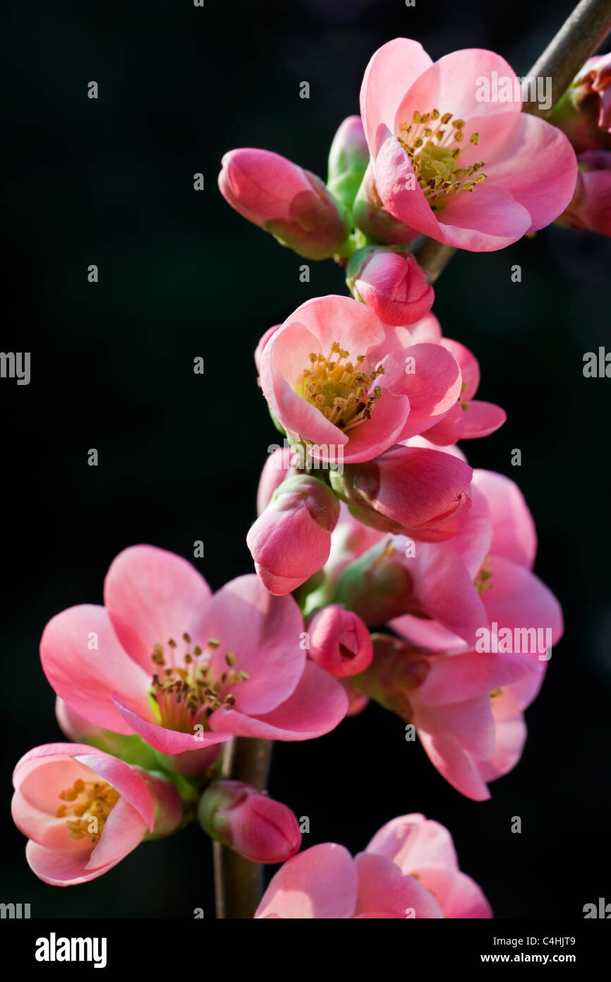 Japanese quince (Chaenomeles japonica) in flower Stock Photo