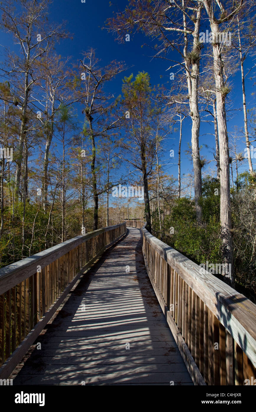 Bald cypress trees, Taxodium distichum, Kirby Storter Roadside Park and Boardwalk trail, Big Cypress National Preserve, Florida Stock Photo