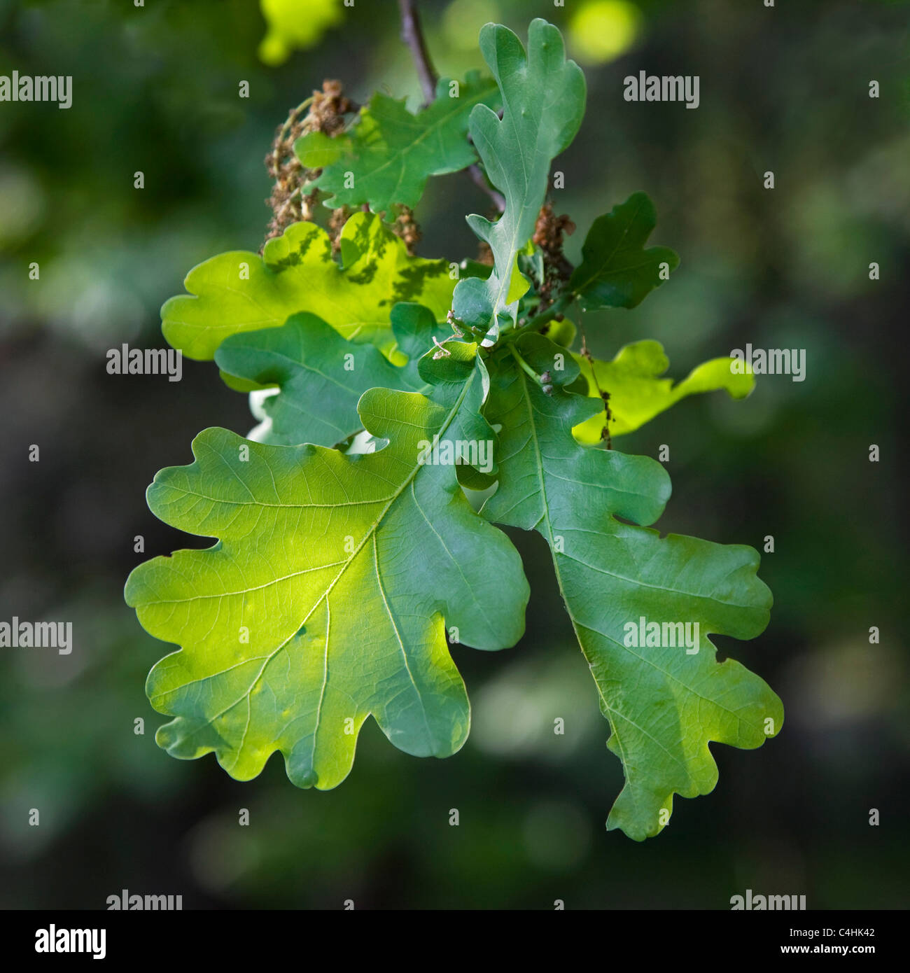 Pedunculate Oak / English oak (Quercus robur) leaves and male flowers, Belgium Stock Photo