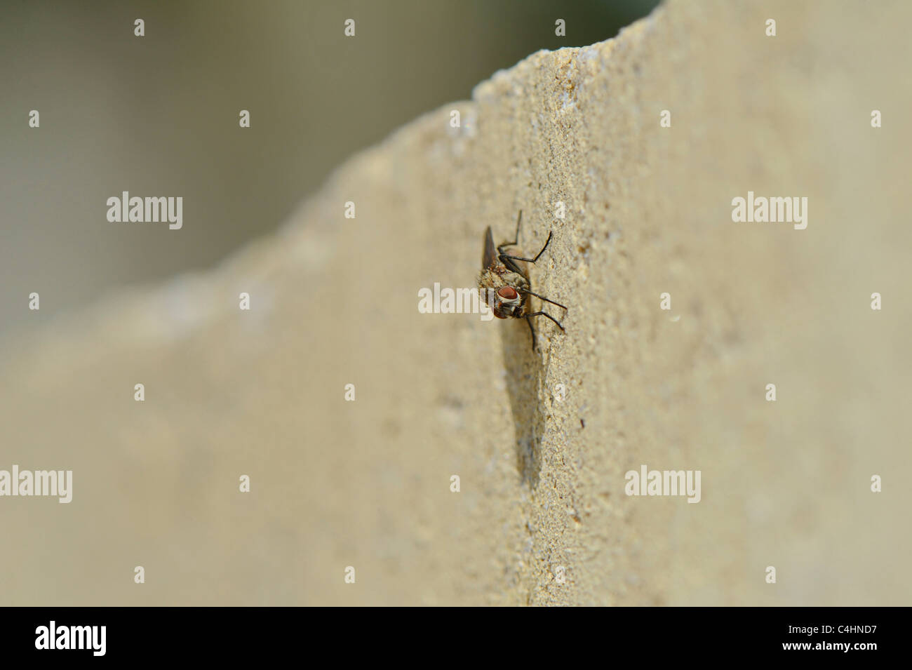 Vertical Insects Vertical insect hi-res stock photography and images - Alamy