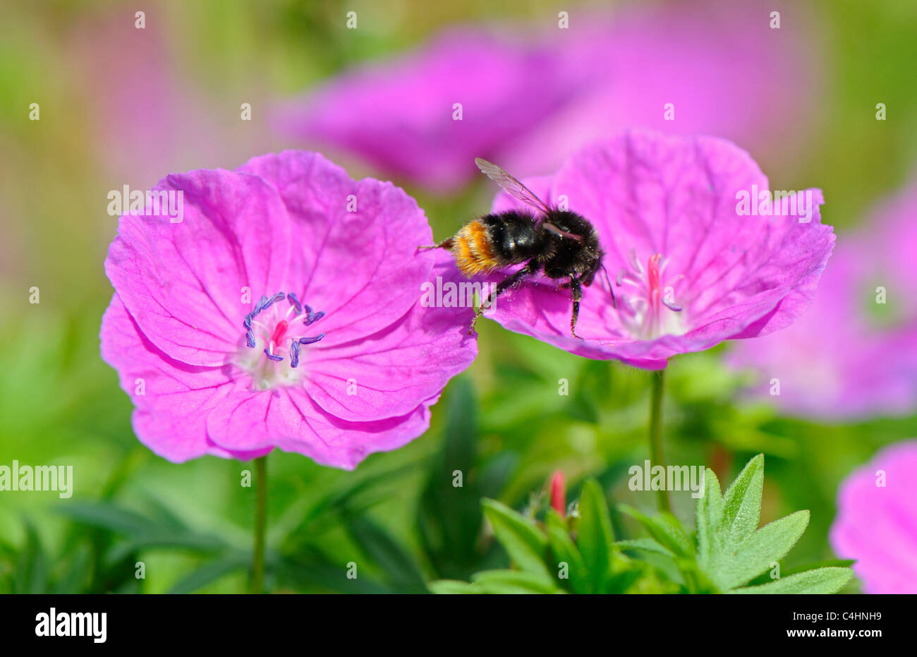 Small pink Geranium that are commonly known as the cranesbills being pollinated by a bumble bee. Stock Photo