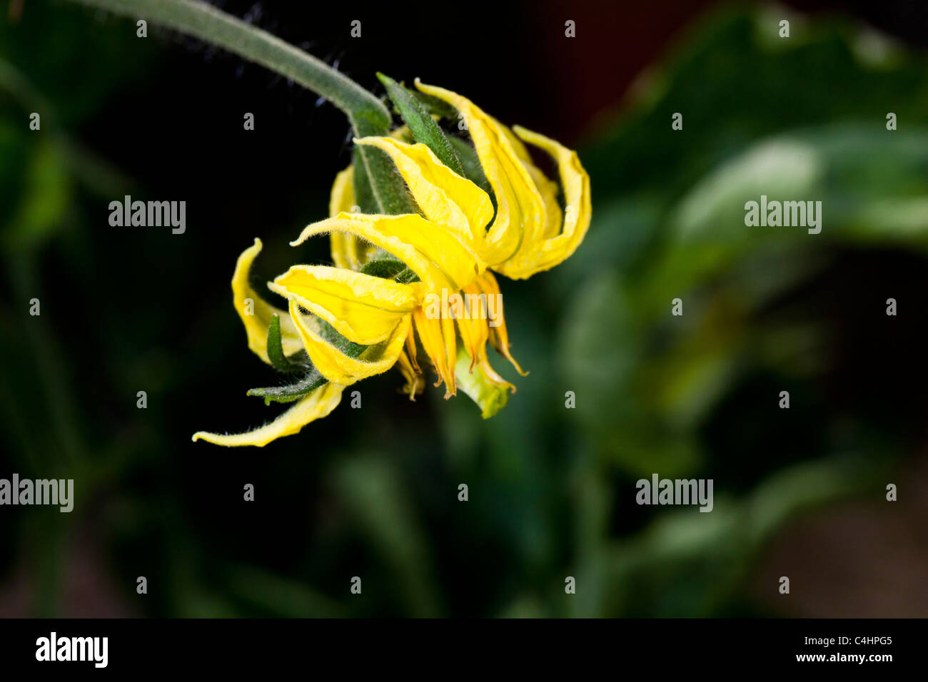 Beefsteak tomato flower Stock Photo Alamy