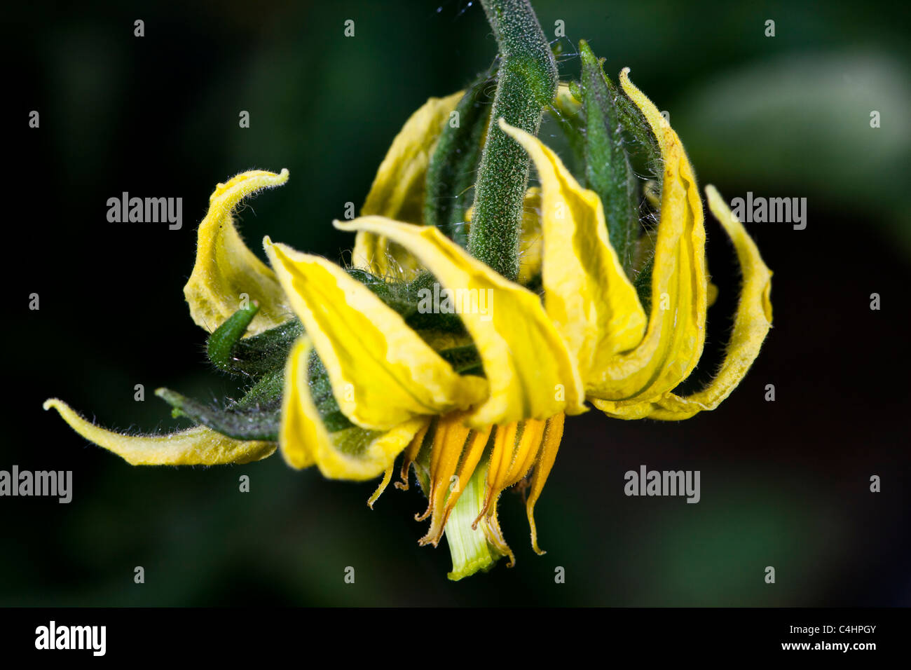 Mr stripey tomato hires stock photography and images Alamy