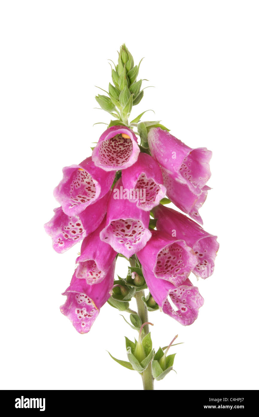 Foxglove flowers isolated against white Stock Photo