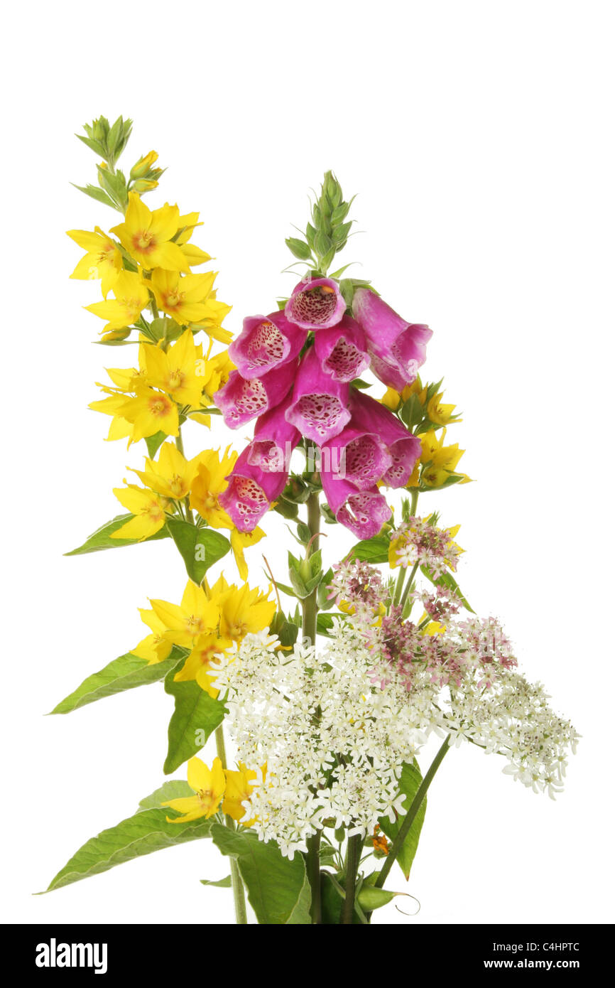 Arrangement of wild flowers, yellow loostrife, foxglove and cow parsley, isolated against white Stock Photo