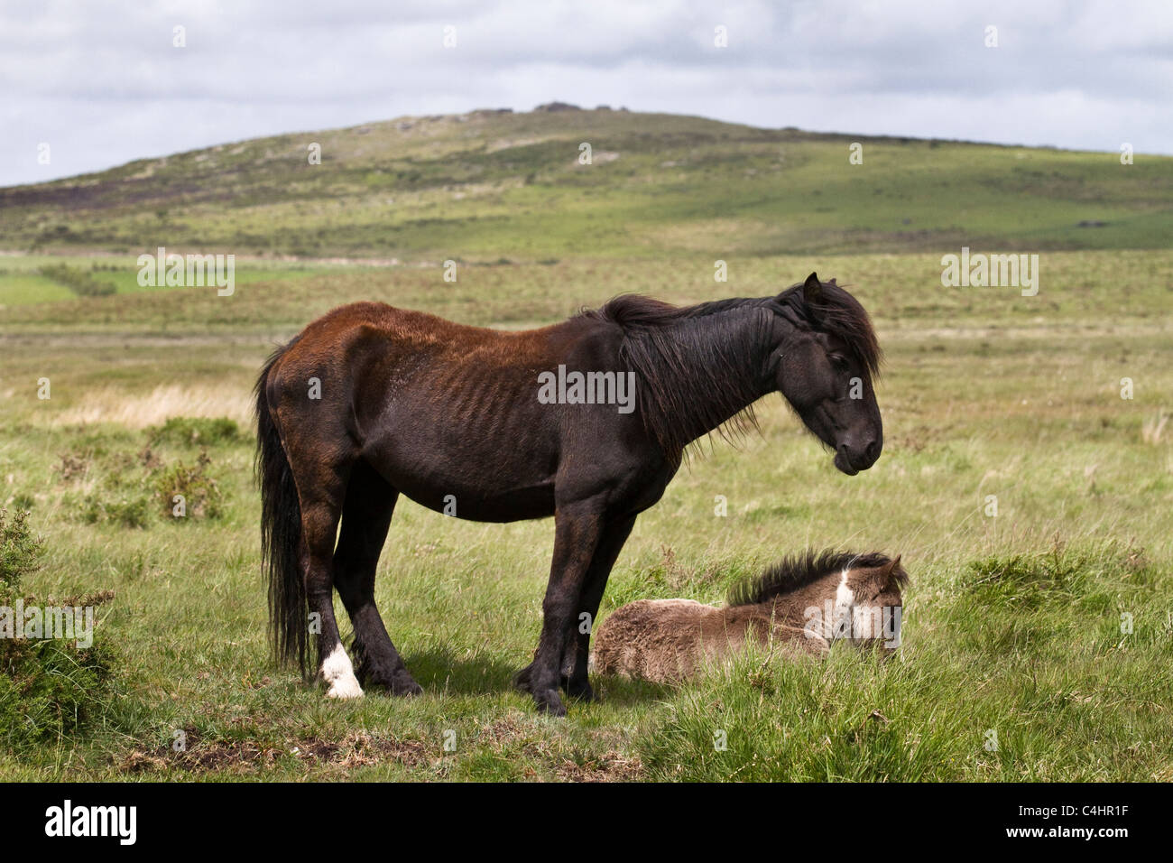Bodmin Moor Horse & Pony Granite moorland northeastern Cornwall