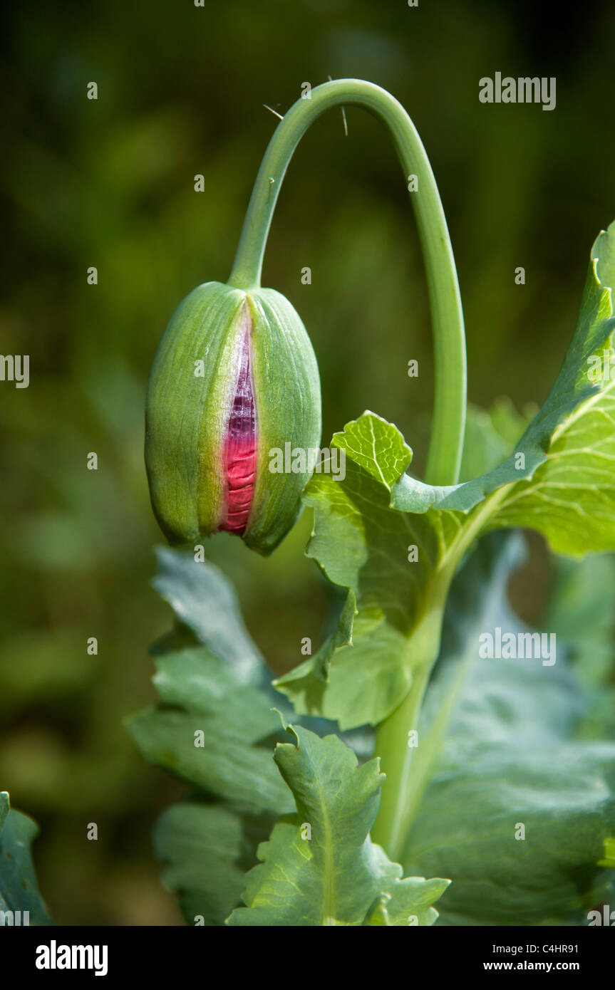 Close up of red Poppy head bud with out of focus background showing example of shallow depth of field Stock Photo