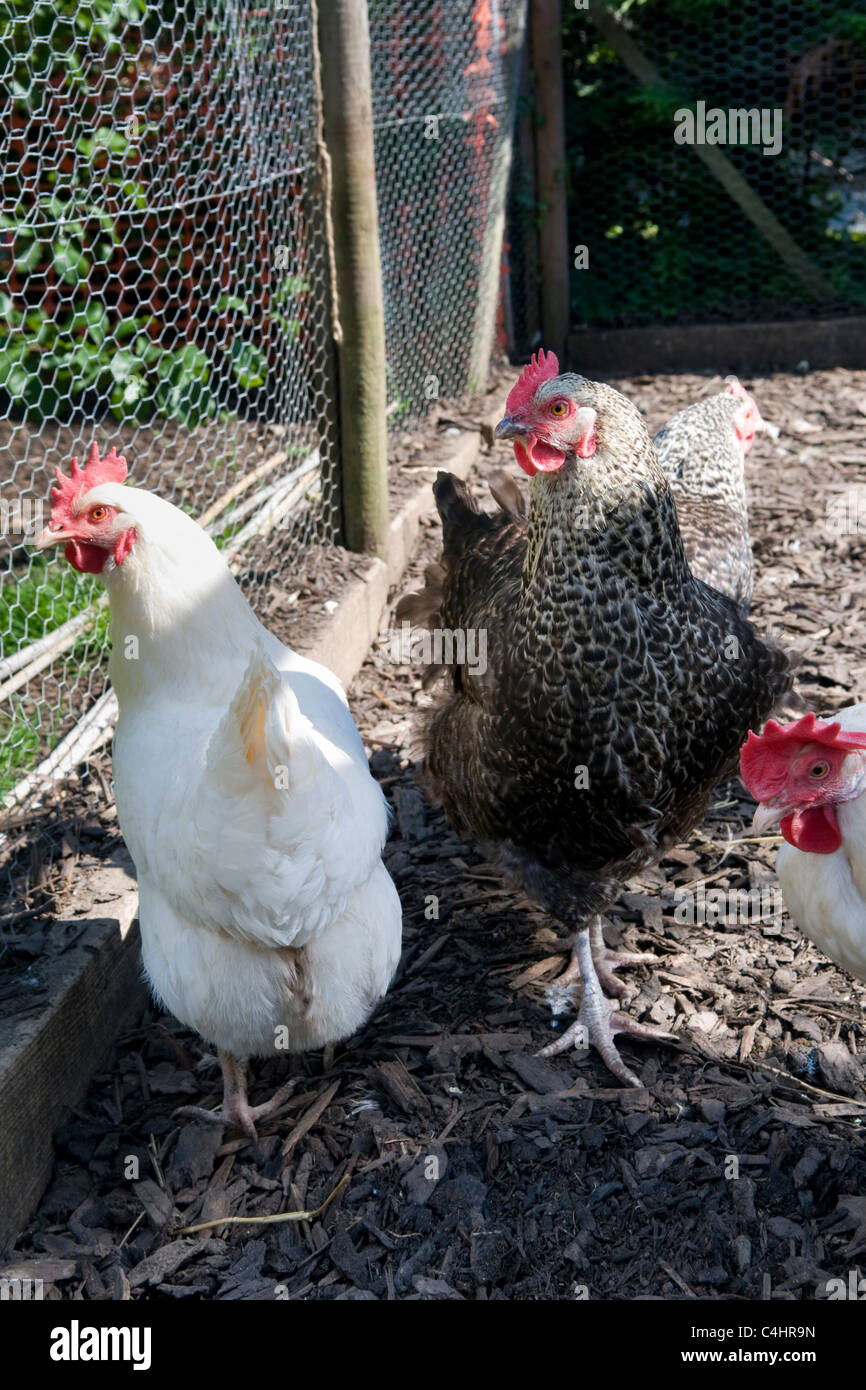 Free range chickens, breed speckledy hen and white star chickens in small holding enclosure in garden in Bristol, uk Stock Photo