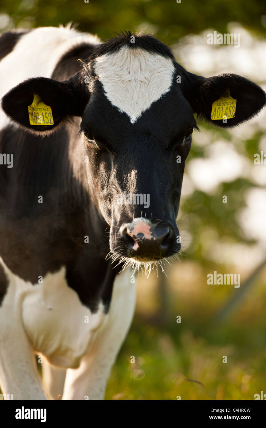 UK Livestock - Cow Stock Photo