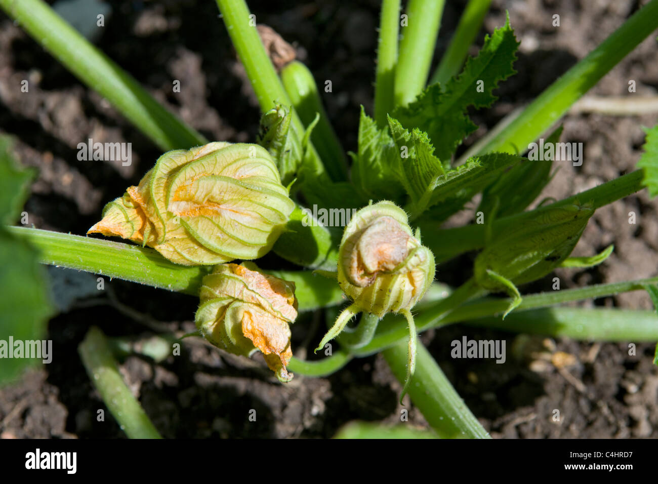 close up of organic flowering marrow plant home grown in garden in Bristol, uk Stock Photo